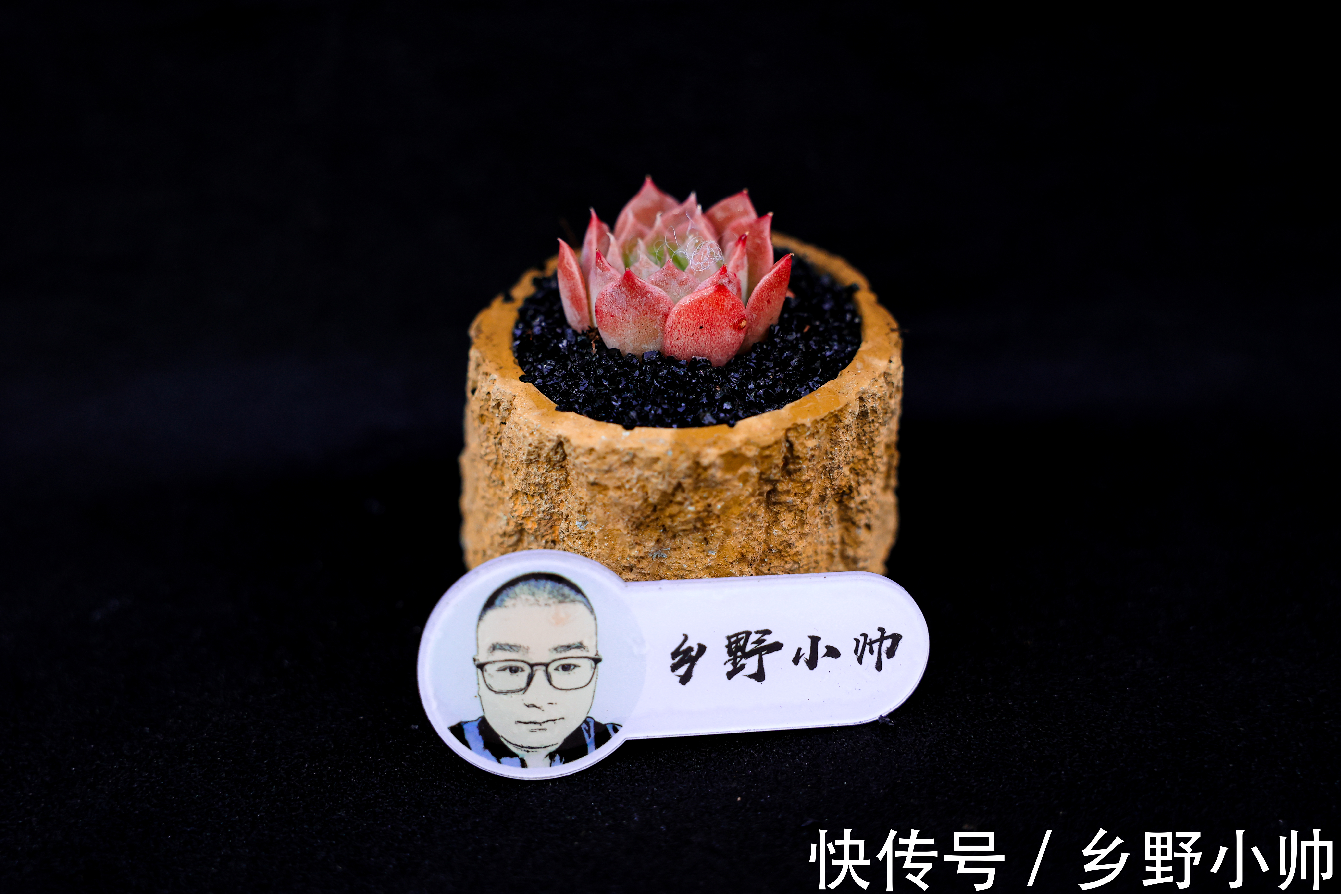 新手养肉问题多，多肉服盆后叶片发皱是什么原因？小帅细心解答