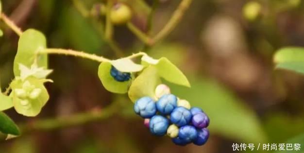 农村叫“蛇倒退”的野草,长有倒刺叶子能吃还能止痒,你认识吗?