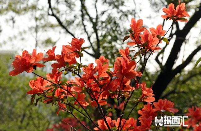 龙山杜鹃怒放，赏花正当时，点缀揭西的绿水青山