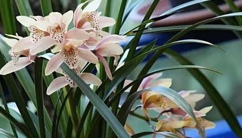 家里养兰花,了解掌握几个要点,服盆快不黄叶,你做对了吗?