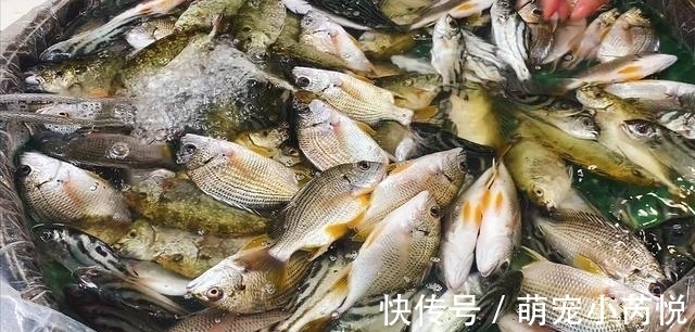 鳜鱼|营养极高的“5种鱼”，由于个小被嫌弃，内行人却常吃