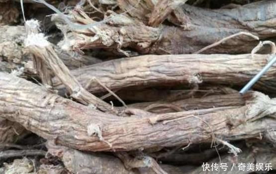 中药材|乡下一种珍贵草,人称“黄人参”,地下根茎是宝贝,看到别忽视