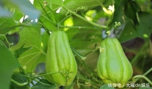 佛手瓜|這三種野菜,含有豐富的氨基酸,能起到健腦益智和活躍思維的作用