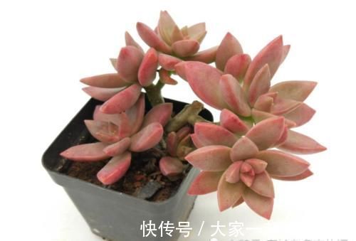 铭月|布丁和铭月是同一种多肉吗?看看布丁养了几个月后的状态就知道了