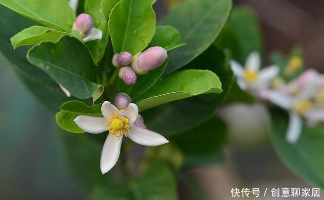 果子|盆栽柠檬只开花不结果？春天做好4件事，夏天果子满枝头