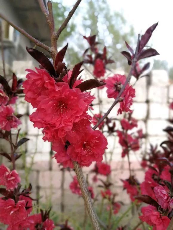 33种花，33首歌，太美了！