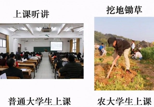 谁说农业大学就是种地？我们还赶猪、抓虫、做饭……