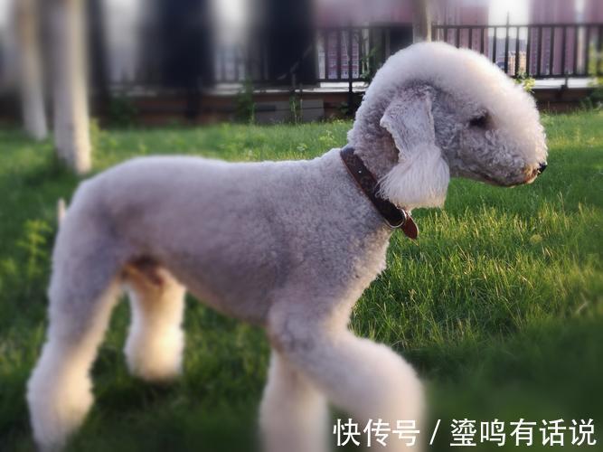 小恶魔|新手养狗,这0~12个月狗狗成长指南,赶快来看看吧