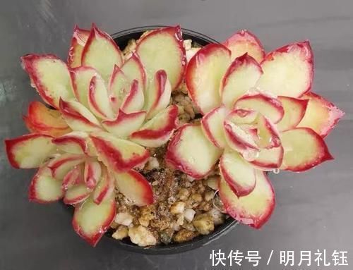 多肉|2种美得像花一样的多肉植物,隔着屏幕都能感受到它的美,真漂亮