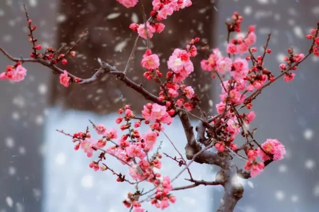 中国十大名花欣赏,美极了!