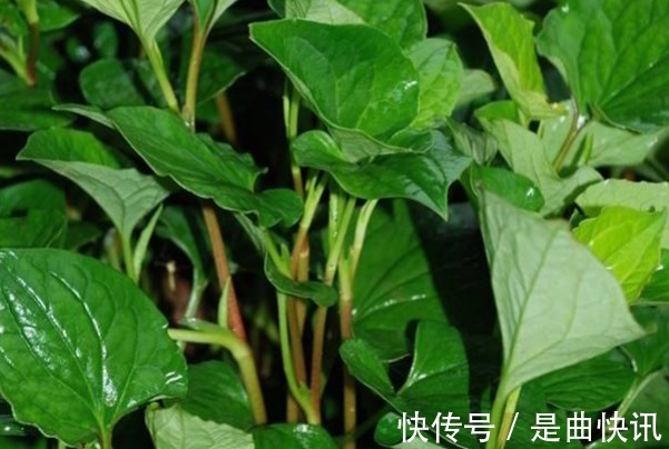 苋菜|夏天宁愿不吃山珍海味还要吃的4种野菜,不仅养人,还有许多好处