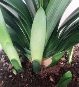 土壤|教你一招繁殖君子兰,掰个侧芽埋土里,生根快一养就活