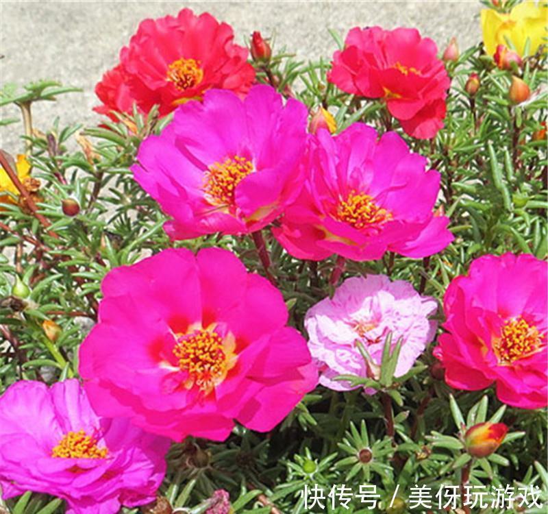 叶片|9种养不死的花,绿萝只能排最后,再养不活就剁手吧