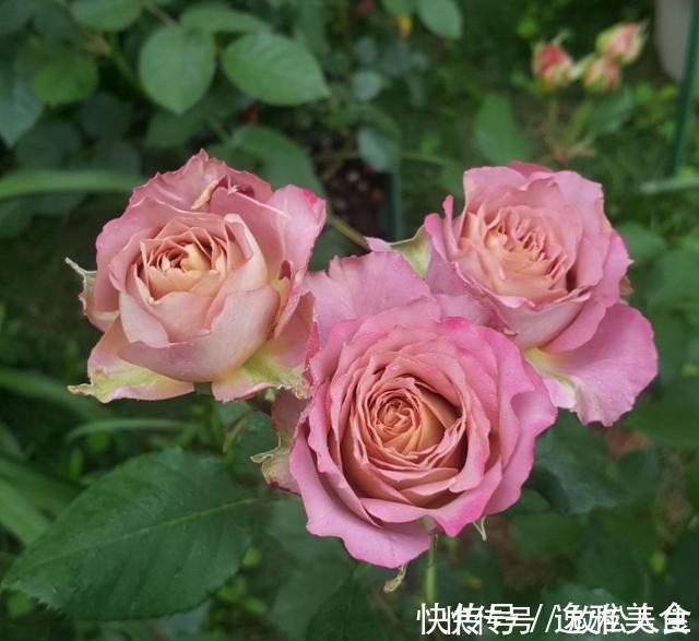 盘点10种古典美复古色系月季,你必须拥有其中一种!