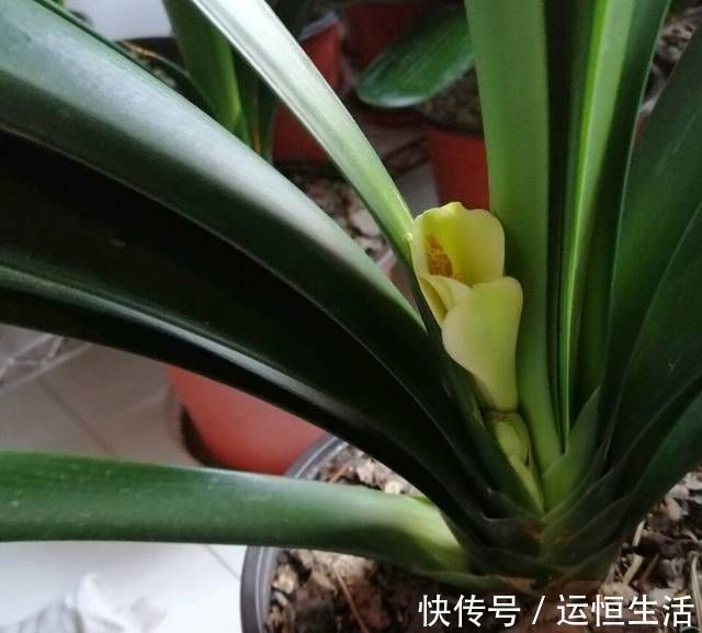 养护的红枫盆景桩头太高了怎么矮化红枫盆景控制高度的方法