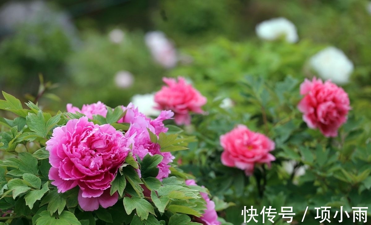 桂花|3种富贵花寓意花开富贵，养在家里，不但漂亮，还贵气十足