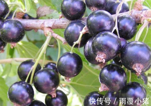 食用价值|男人多吃3种“肾黄金”,比吃枸杞强,50岁后依旧“肾强腰壮”