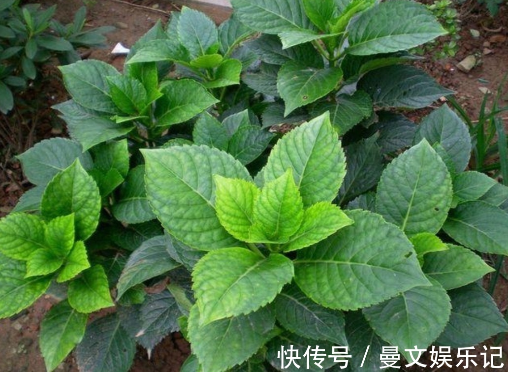 花卉|家里经常养的5种花,很多人还不知道有毒性,养护时要注意