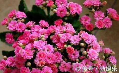 淘米水浇花有讲究,方法不对变“毒药”,浇一盆死一盆!