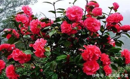 家里养茶花,了解掌握几个要点,花量大叶翠绿,一茬接着一茬开!