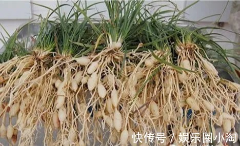 养阴药|中药:麦冬的功效与作用!