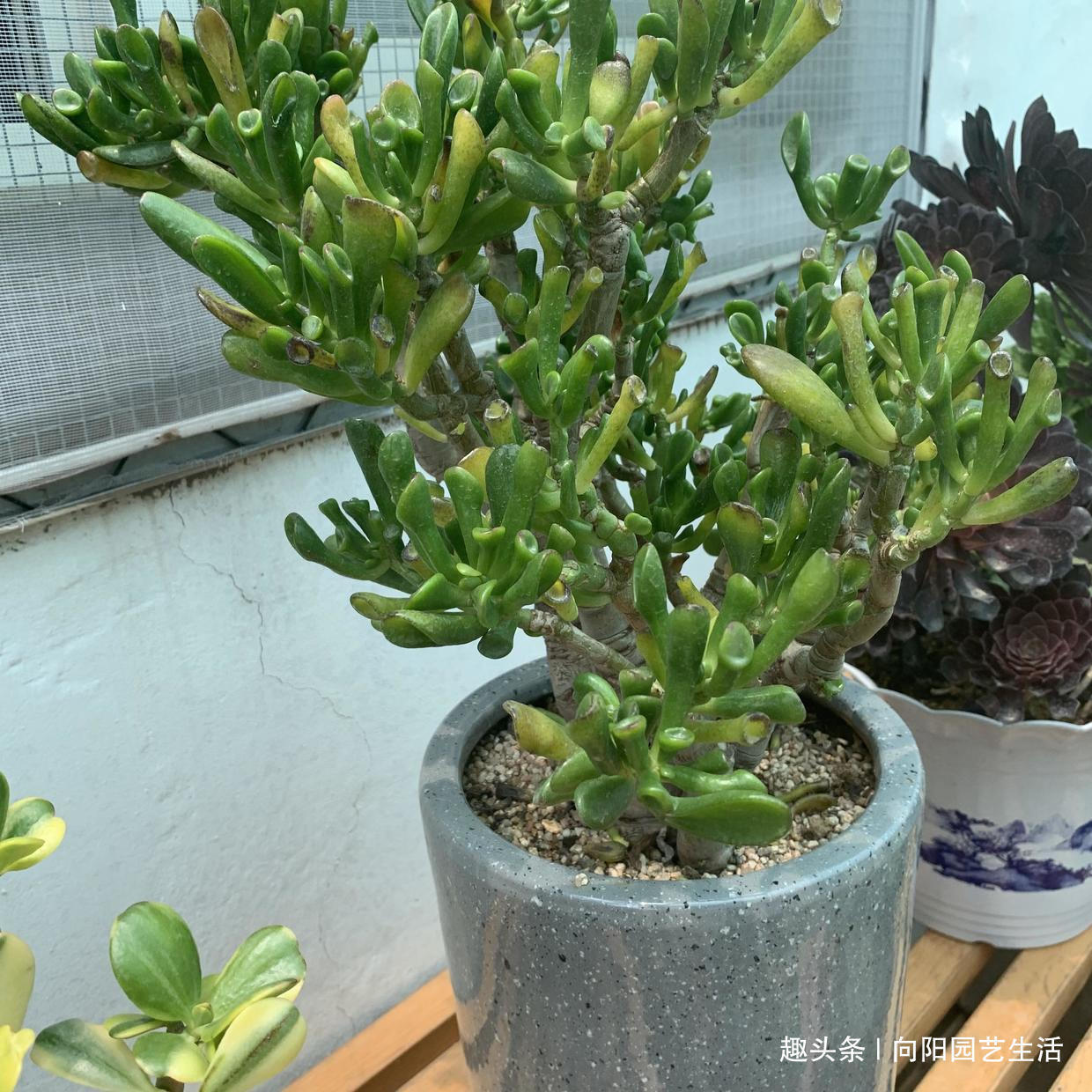 叶子|7年的吸财树,养成“高价盆景”,给辆车都不换,当成传家宝