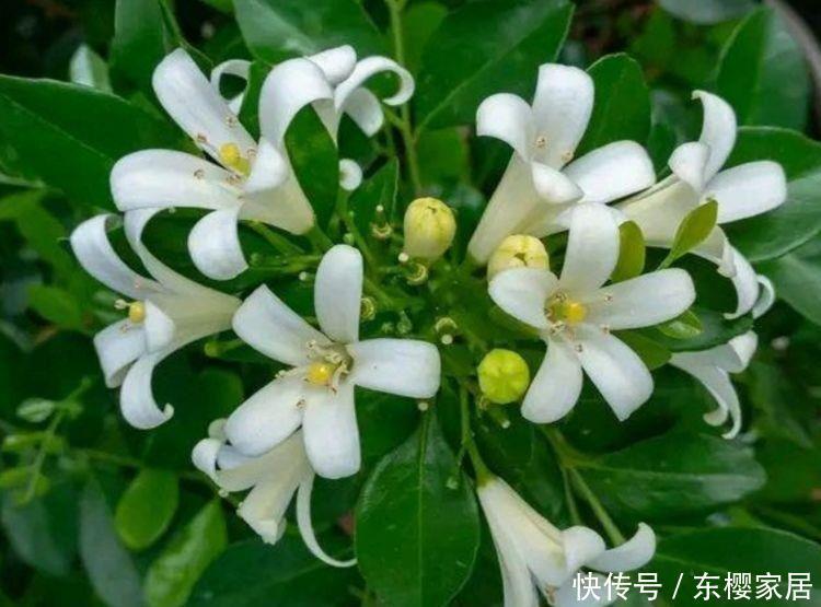 4花卉美翻天,花期长又好养,养上一盆四季欣赏