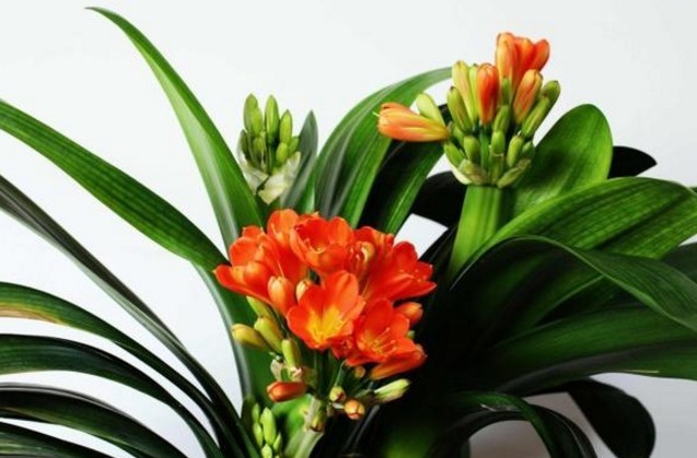 养二十年君子兰一直用此方法,不烂根,年年开花不夹箭