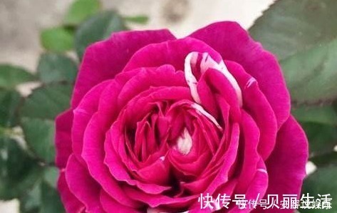 新手养花,就养堪比“开花机器”,比牡丹艳,比木香花还香的花卉
