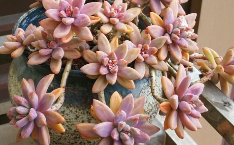 多肉秋丽 秋季过分美丽 又被称之为糖心秋丽 粉紫色 多肉秋丽 秋季过分美丽 又被称之为糖心秋丽 粉紫色