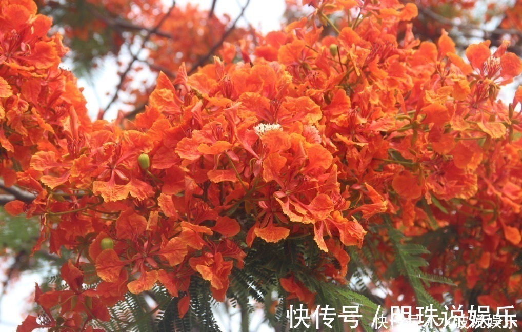 思念|此花是红色的离别和思念,是夏日的悲伤,却是很美的花