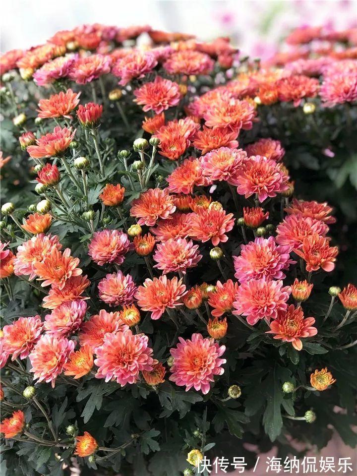 枝条|急性子养的6种花，长的快、爆花多，1盆能开大半年！