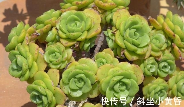 养护|多肉是懒人植物是花店老板最善意的谎言,尤其是病虫害,懒真不行