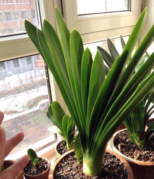 叶子长|给君子兰盆里,丢一点这个,叶子又绿又亮,一年开花两次