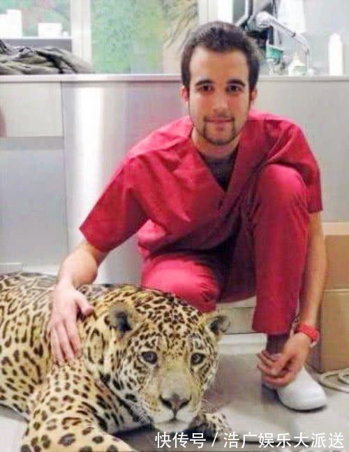 母爱|豹子妈妈因剖腹产被医生剃去了豹纹,当它苏醒后表情笑喷