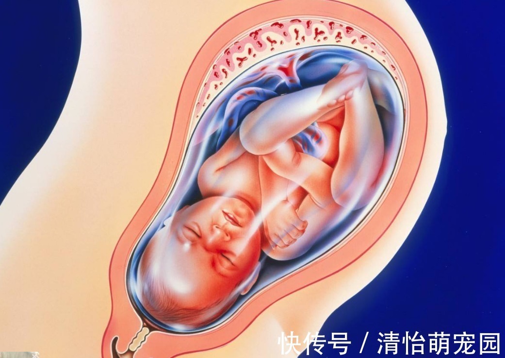 胎宝|怀孕后哪几个月，胎宝长的最快呢？三个表现说明胎宝在“猛涨期”