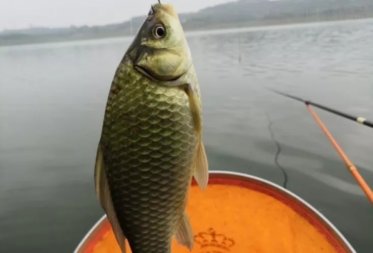 深水|冬天钓鱼五要诀,专攻大板鲫,别错过爆护机会