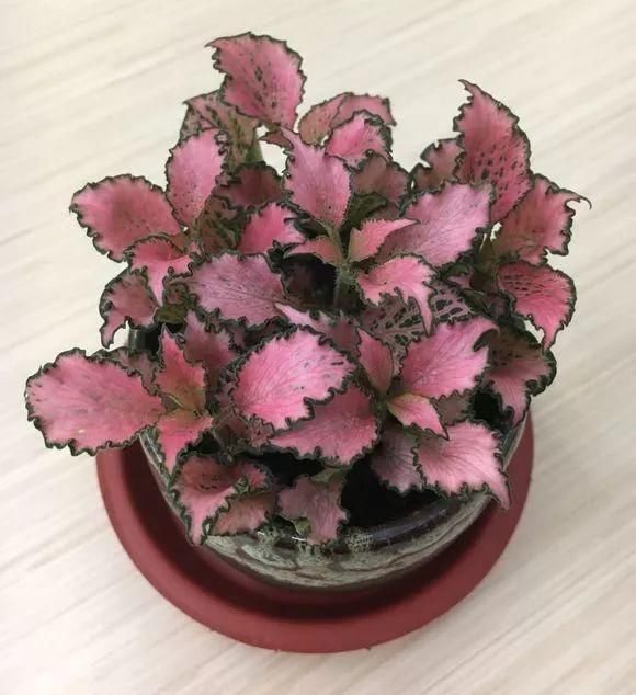 观叶类|她家从不养绿萝，就养4种“颜值花”，叶子比花还好看