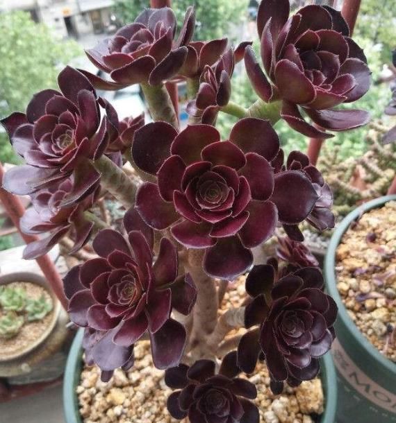 “大法师”容易掉叶、不生长，教你“3招秘诀”，再也不担心了