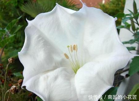 此花所代表的是疯狂的爱 也是幸福的人的象征 就像是小喇叭 快资讯