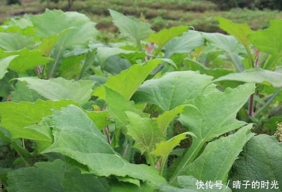 水果|这种长得像“红薯”的植物,原产于南美洲,可以被当做水果食用