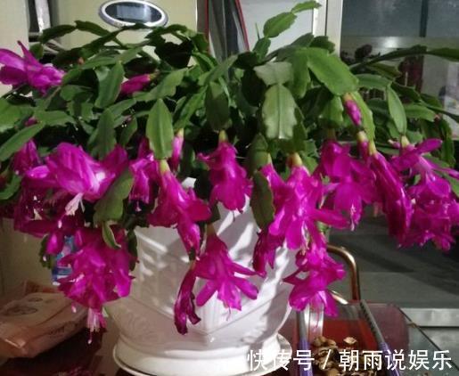 长寿花|什么果皮水、淘米水都不如“1勺它”,养花没异味,养分充足!