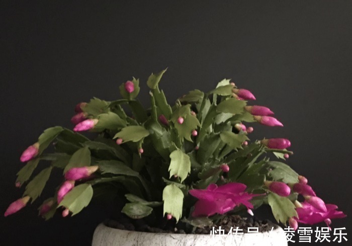 大伙儿|家里有此7种花,少浇水不能晒,天热要休眠早看早知道