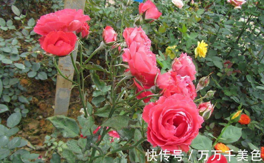 地方|月季养不好,问题多出在这几个地方,不信就趁早试试