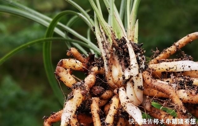 兰花快速生根的方法,不必高价买植料,15天就能出新根