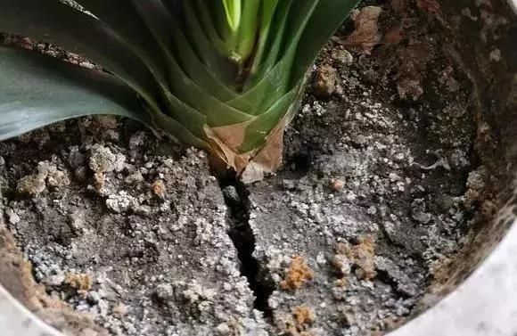 养花“杀手”都有的5个毛病,难怪买花“养1盆死1盆”,要改正了