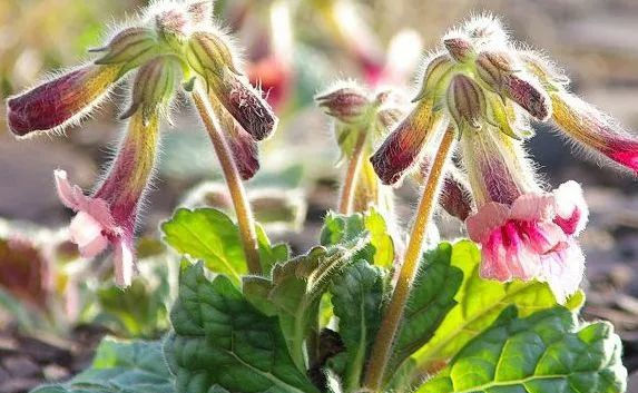 农村的野草,根酷似红薯,却对“白发”有效果,现在价值珍贵