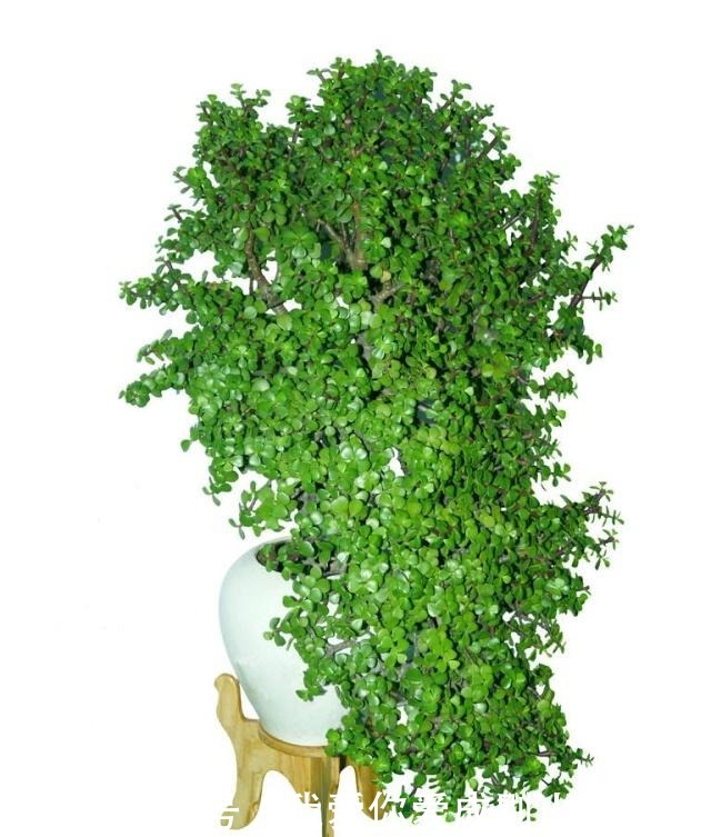 什么发财树,平安树,不如这2种“老树”好养,大气,富贵又镇宅!