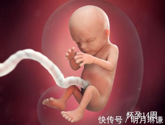 皮下脂肪|组图了解胎儿在子宫中的生长过程,生命太奇妙了!准爸妈们看看