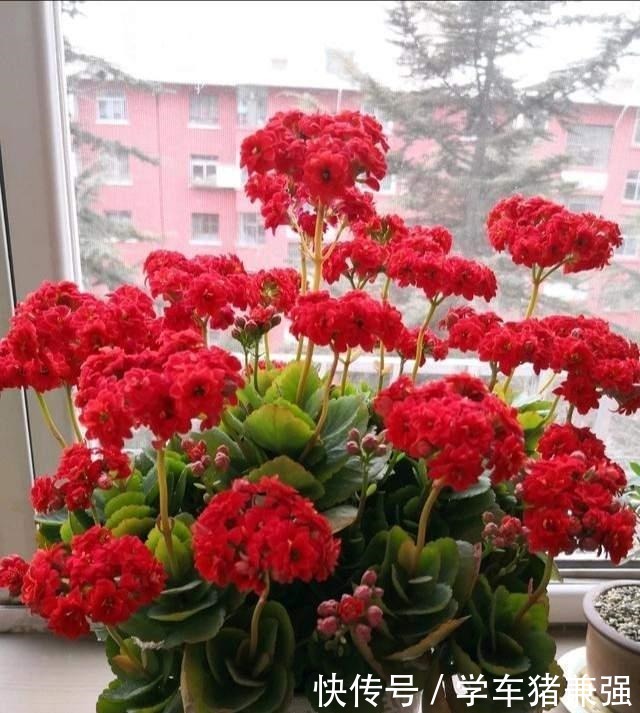 这12种花,花盆不宜贪“大”,用小盆种反而长势喜人!